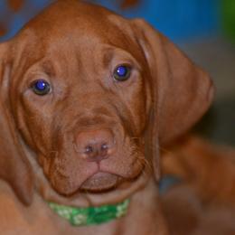 Vizsla Puppies from Marwin Vizslas