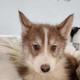 Native American Indian Dog Puppies from Corn Moon Kennels: a member of the Native American Indian Dog Preservation Project