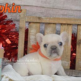 Pumpkin - Cream female French Bulldog puppy in Loxahatchee, Florida from Blue Wonder Frenchies