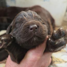 Lottie Lu - Brown female Newfoundland puppy in Quaker City, Ohio from Country Magik