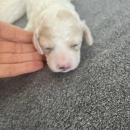 Cockapoo Puppies from Brevard County Cockapoos