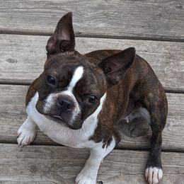 Roxie - Boston Terrier