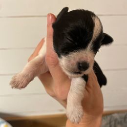 Black Parti 2 - Parti female Miniature Schnauzer puppy in Malvern, Arkansas from Deep South Miniature Schnauzers