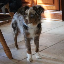 Creek - Toy Australian Shepherd