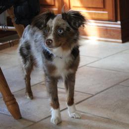 Creek - Toy Australian Shepherd