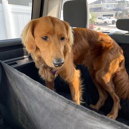 Companion Cross and Golden Retriever Puppies from Happy Tails Mini Goldens