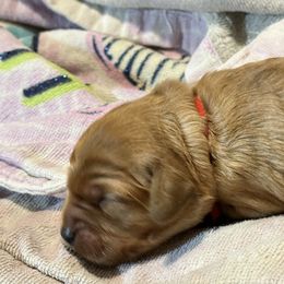 Cavalier King Charles Spaniel and Cavapoo Puppies from Boyd Cavapoo & Cavalier Puppies
