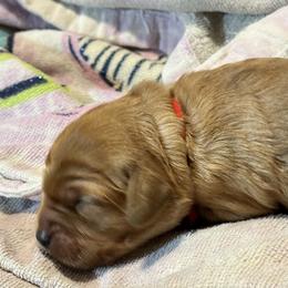 Cavalier King Charles Spaniel and Cavapoo Puppies from Boyd Cavapoo & Cavalier Puppies