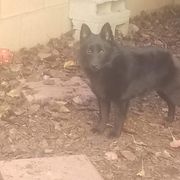 Schipperke Puppies from D’OR COTE
