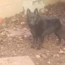 Schipperke Puppies from D’OR COTE