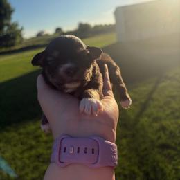 Onyx - Black tri female Miniature Australian Shepherd puppy in Weatherford, Texas from F & T Aussies