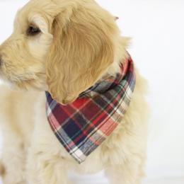 Goldendoodle Puppies from Penny and The Pups