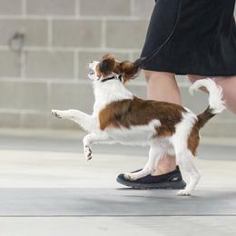 Nederlandse Kooikerhondje Puppies from Driftless Kooikerhondjes
