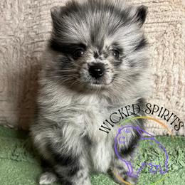 AKC CUPID - Blue merle male Pomeranian puppy in Watkins Glen, New York from Wicked Spirits Pomeranians
