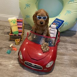 Australian Labradoodle Puppies from Little Kingdom Doodles