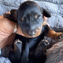 Black and Tan Female 2 - Black and tan female Dachshund puppy in Medina, Ohio from STORIED DOXIES