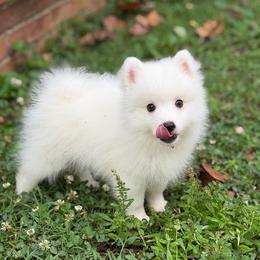 Yellow - White male Japanese Spitz puppy in Madison, Alabama from Cinabell Japenese Spitz