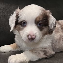 Girl 2 - Red merle Miniature Australian Shepherd puppy in Corydon, Indiana from Arbuckle’s Lookin Good Aussies (LGA)