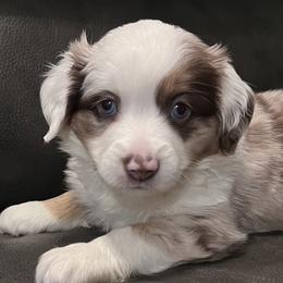 Girl 2 - Red merle Miniature Australian Shepherd puppy in Corydon, Indiana from Arbuckle’s Lookin Good Aussies (LGA)