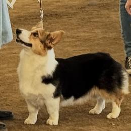 Loca - Black and tan female Pembroke Welsh Corgi puppy in Tehachapi, California from Trotter Hill Farms