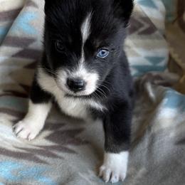 Rob Will - Black and white male Siberian Husky puppy in Union, Mississippi from Siberians of WildHeart
