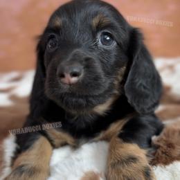 Willie Nelson - Black and tan male Dachshund puppy in Chandler, Arizona from Vonaducci Doxies, LLC.