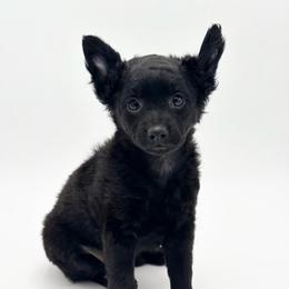 Girl 1 - Black female Xoloitzcuintli puppy in West Jordan, Utah from Majestic Nakids