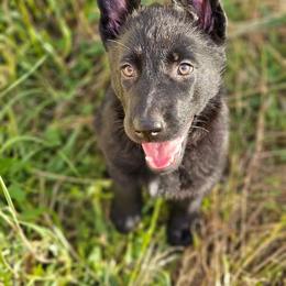 German Shepherd Puppies from Von Schwarzwald German Shepherds