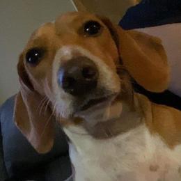 Kaskas - Dachshund