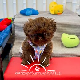 Shih Tzu Puppies from Arizona Sunrise Shih Tzus