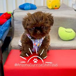 Shih Tzu Puppies from Arizona Sunrise Shih Tzus