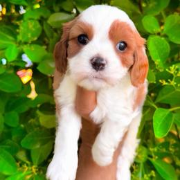 Willow - Blenheim female Cavapoo puppy in Salt Lake City, Utah from SunnySide Mini Doodles