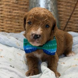 Colt - Apricot male Goldendoodle puppy in Willacoochee, Georgia from Kitandkboodle's Doodles