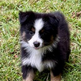 Asta - Black tri female Miniature Australian Shepherd puppy in Patterson, North Carolina from DreamLine Aussies