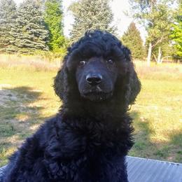 Blue collar male - Poodle puppy in Paris, Michigan from Meeker's Ridge