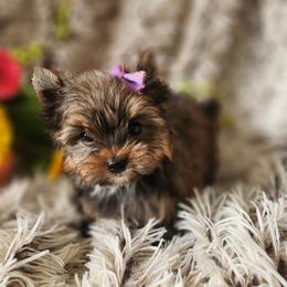 Malibu - Gold female Yorkshire Terrier puppy in Dallas, North Carolina from Mandy's Miracles