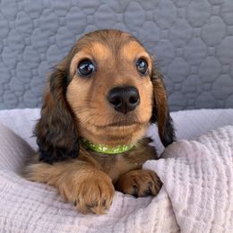 Percy - Dachshund puppy from Little Legs Legacy