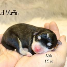 Stud Muffin - Black and white male Pomsky puppy in Denham Springs, Louisiana from Bayouland Pomskies