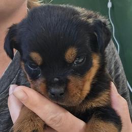 Molly - Black and mahogany female Rottweiler puppy in Tangent, Oregon from Raya's Royals
