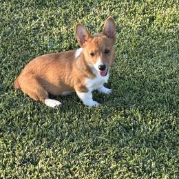 Pepper - Red female Pembroke Welsh Corgi puppy in Great Bend, Kansas from Mak-N-Hay Farms