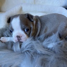 Boston Terrier Puppies from Twist of Faith Farms