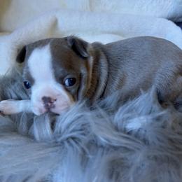 Boston Terrier Puppies from Twist of Faith Farms