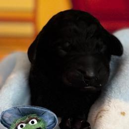 OSCAR - Black male Poodle puppy in Thornton, Colorado from Shandy Poodle