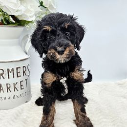 Taffy - Phantom female Bernedoodle puppy in Neillsville, Wisconsin from Rose River Farms
