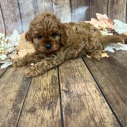 Tulip - Red female Cavapoo puppy in Beresford, South Dakota from DAKOTA DOOD RANCH