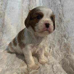 Fred - Blenheim male Cavalier King Charles Spaniel puppy in Eastvale, California from Furever After Cavaliers