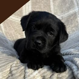 Brown - Black female Labrador Retriever puppy in Wilson’s, Virginia from Cedar Hill Farm Labradors