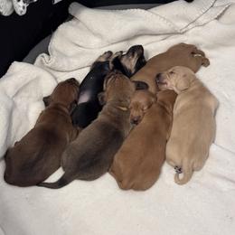 Dachshund Puppies from Faithful Paws Doxies