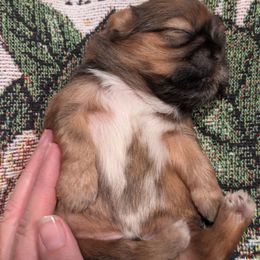 Sweet Boy 1 - Liver male Shih Tzu puppy in Mariaville, Maine from McKayla Hairston