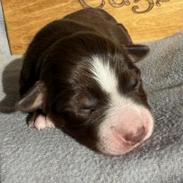 Neo - Red tri-color male Australian Shepherd puppy in Litchfield, New Hampshire from Aussies Edge Farm